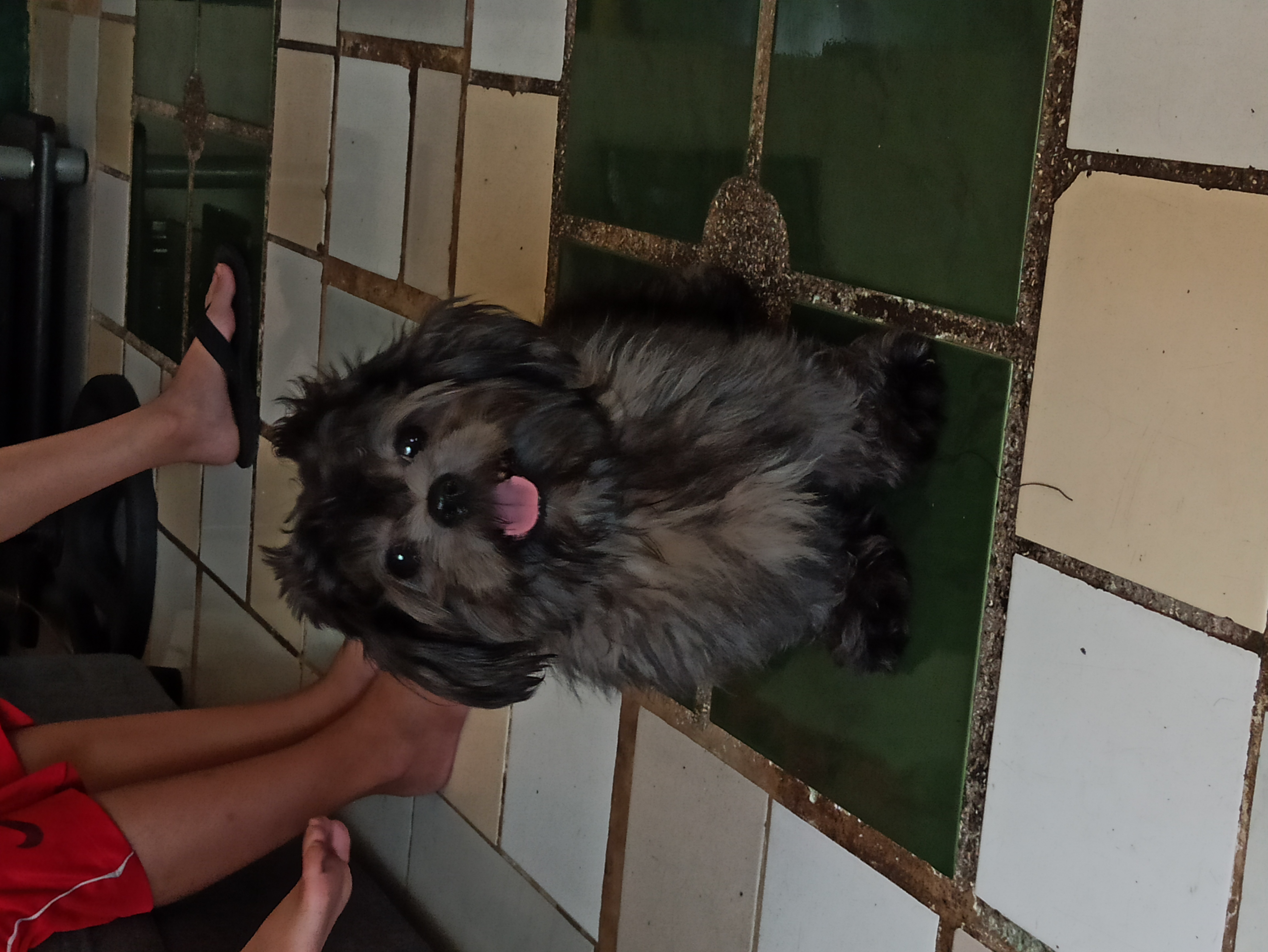 Playful Shih Tzu 2