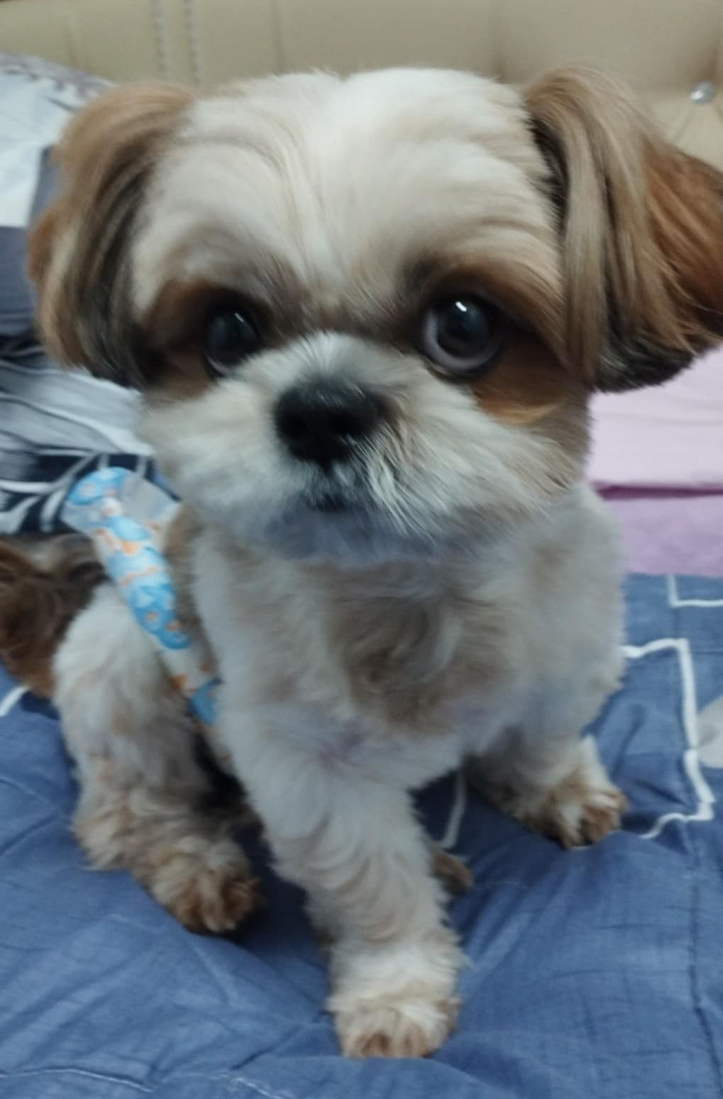 Cute Shih Tzu 7
