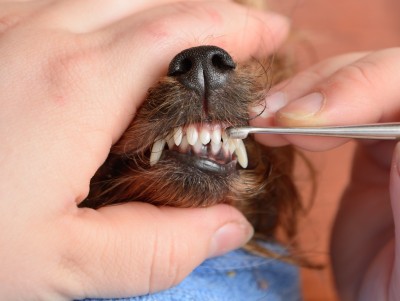 Dental Problems