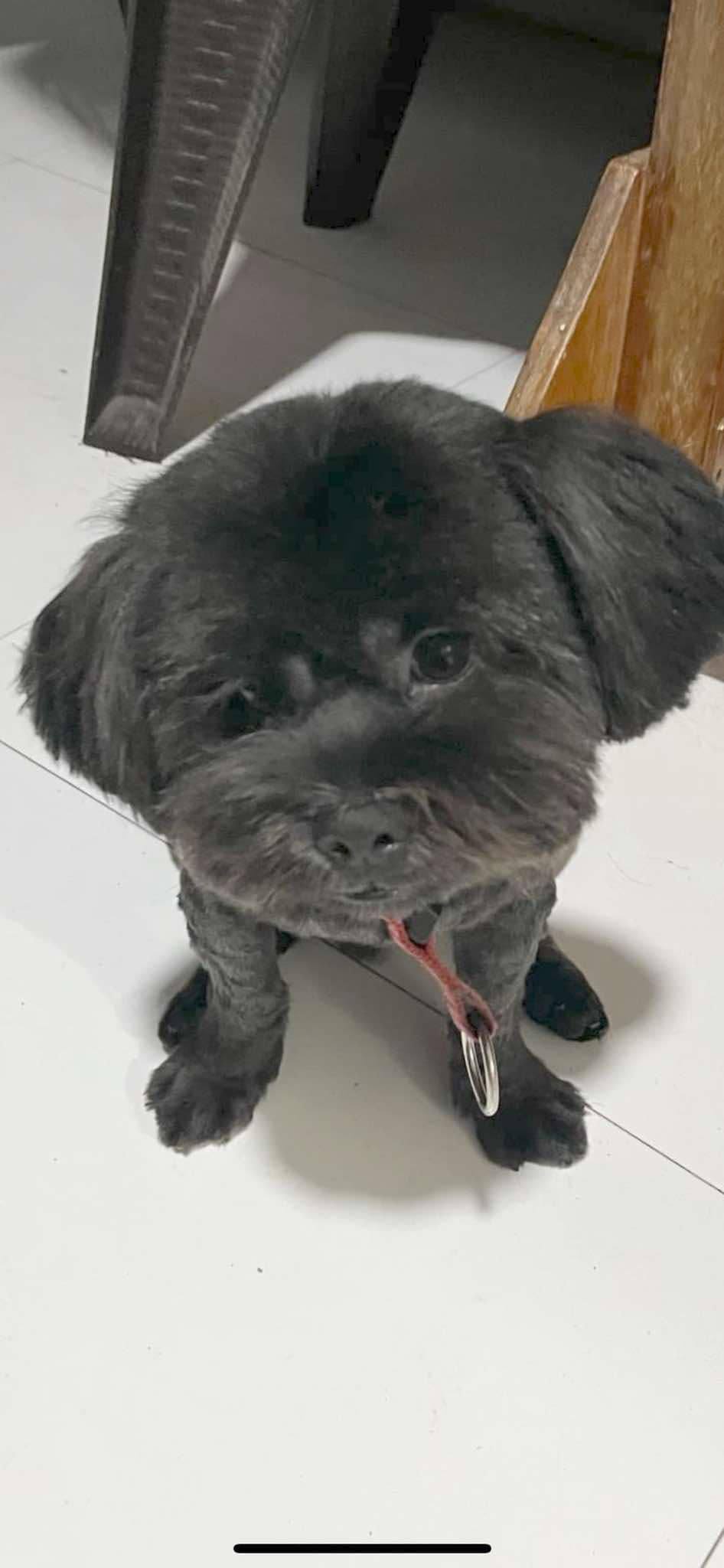 Cute Shih Tzu 9
