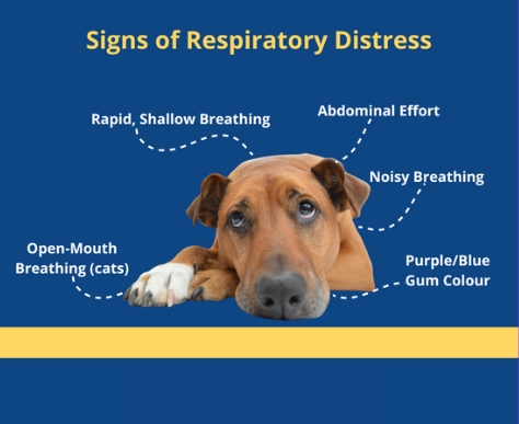 Respiratory Issues